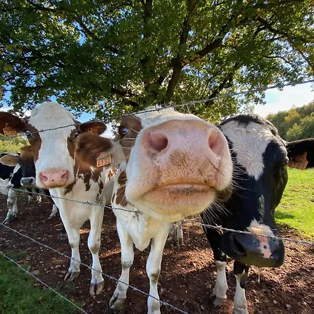 Le Petit Ours De Coo